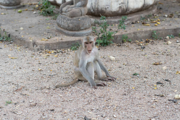 istock The rhesus macaque, Rhesus monkey, in the temple Thailand 1154528730