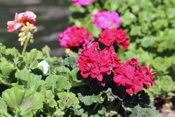 istock Beautiful Blooming Red Flowers Growing in Madeira 1154529961