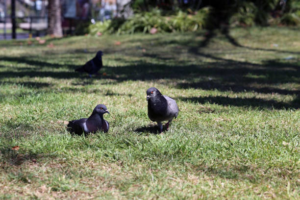 istock Pigeons on a Grassy Field in Madeira on a Sunny Day 1154529963