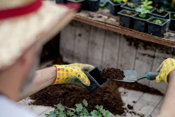 istock Mature gardener planting flowers. 1154531799