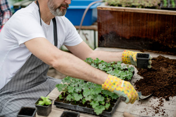 istock Mature gardener planting flowers. 1154532064