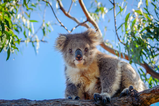 coala (phascolarctos cinereus) - koala bear animals in the wild perching - fotografias e filmes do acervo