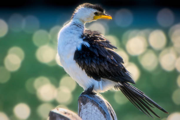 cormorano pied (microcarbo melanoleucos) - crested cormorant foto e immagini stock