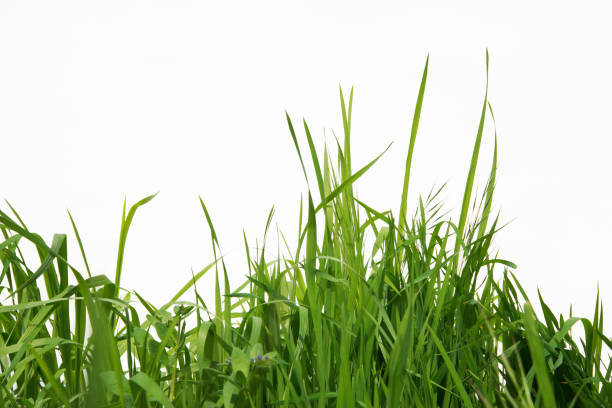 istock Green long grass isolated on white background 1154532892