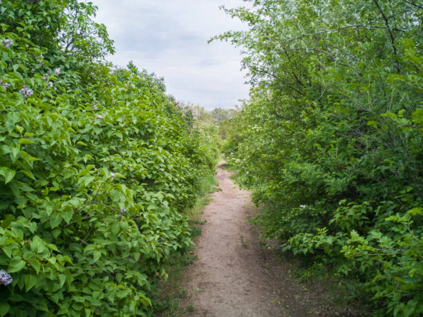 istock Winding footpath through green forest of deciduous trees 1154532943