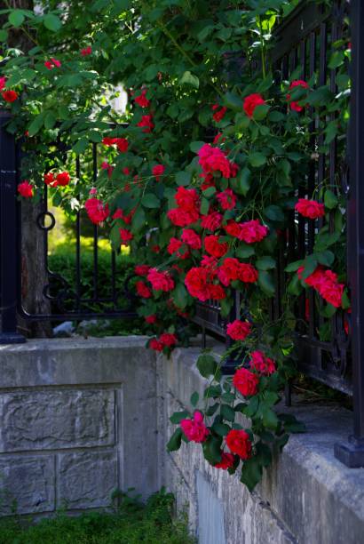 istock Roses look good on the fence. 1154533096