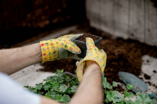 istock Mature gardener planting flowers. 1154533108