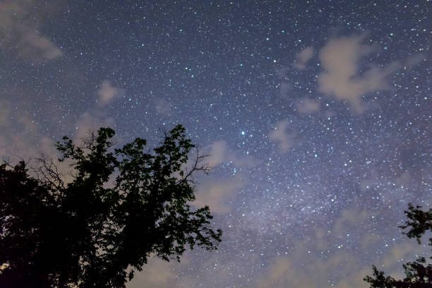istock dark tree silhouette on the starry sky background, night landscape 1154533196