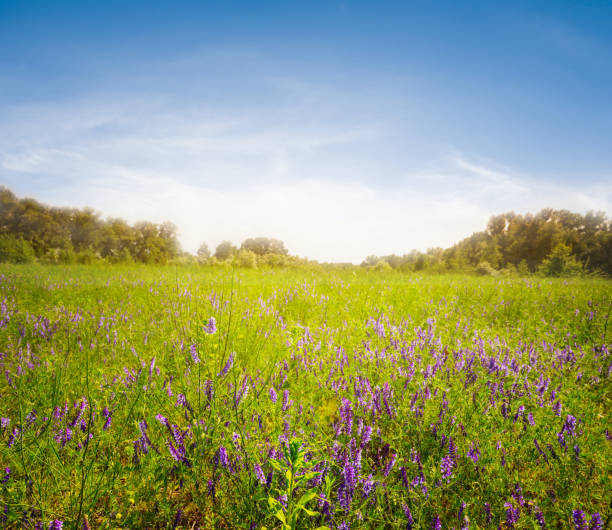 istock beautiful summer forest glade with flowers at the sunset, nice natural background 1154533212