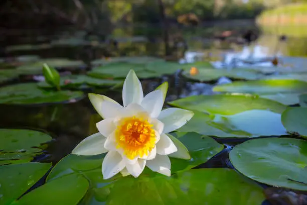 closeup white water lily floating in a water