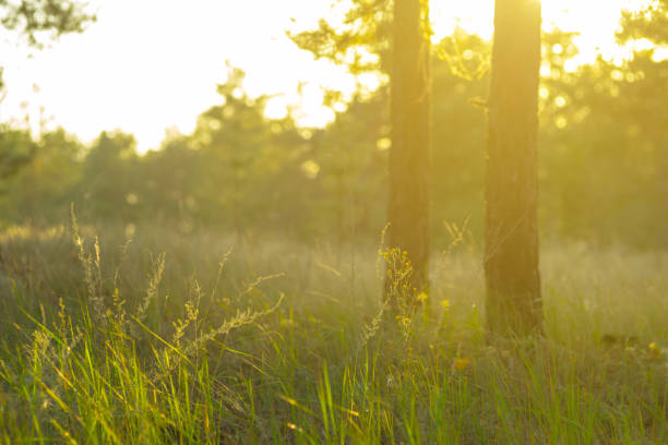closeup forest glade at the sunset, evening outdoor scene