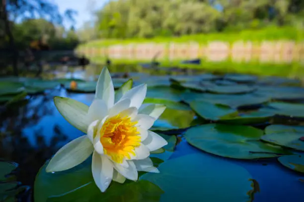 beautiful summer river with white water lily