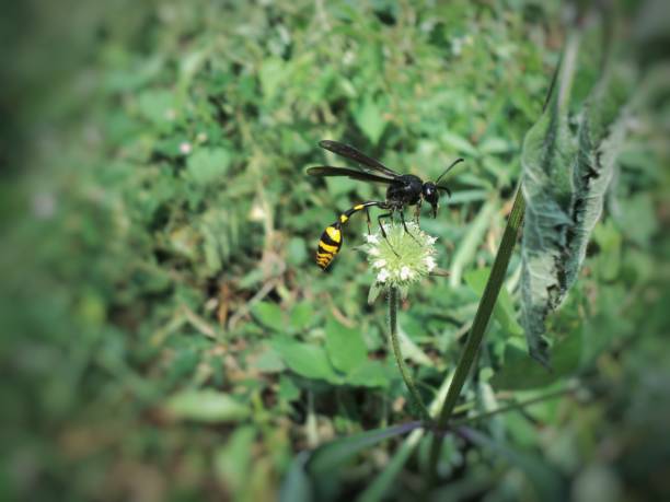 istock flower-sucking beetle in the garden 1154533356