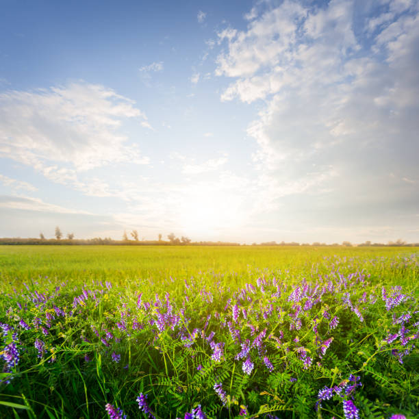 istock beautiful green field with flowers at the sunset 1154533422
