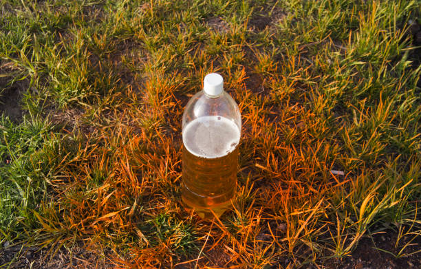 istock plastic bottle with beer on the grass 1154534273