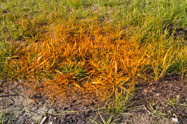the grass is painted in bright orange