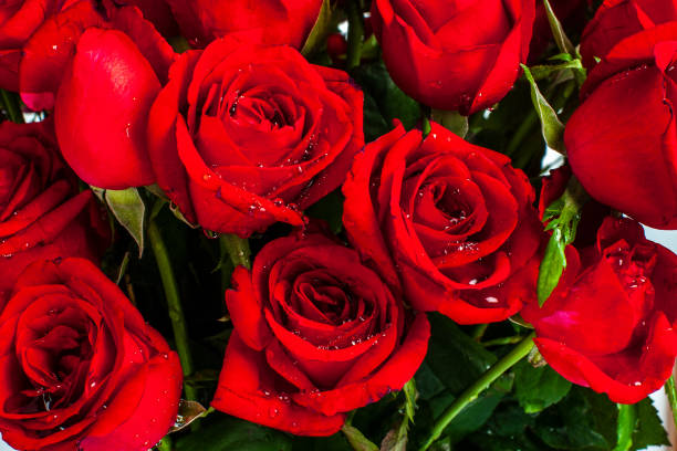 fleur de rose - dozen roses rose flower arrangement red photos et images de collection