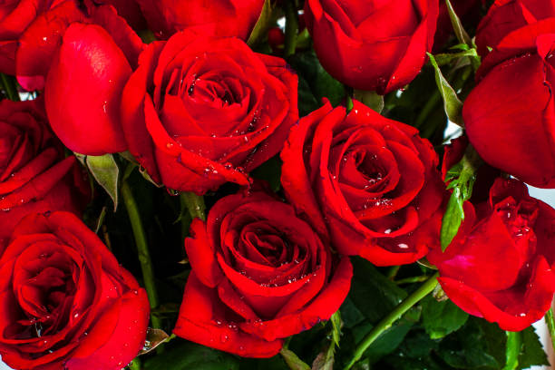 ローズフラワー - dozen roses rose flower arrangement red ストックフォトと画像
