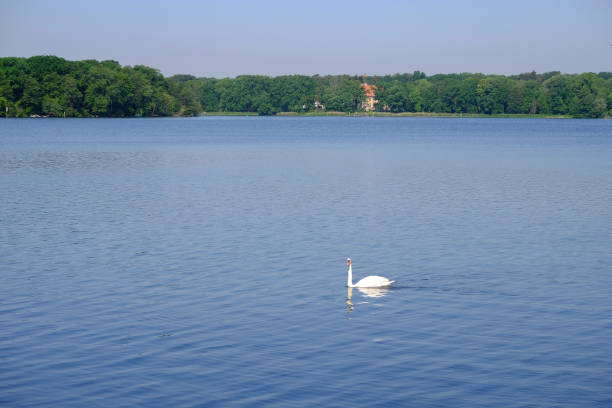 Beautiful lake with blue water and white swan. Location Tegel lake in Berlin, Germany.