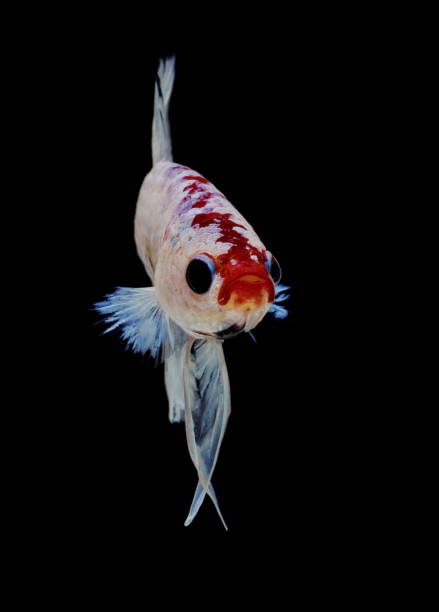 istock Siamese fighting fish, Betta splendens, colorful fish on a black background, Halfmoon Betta. 1154536961