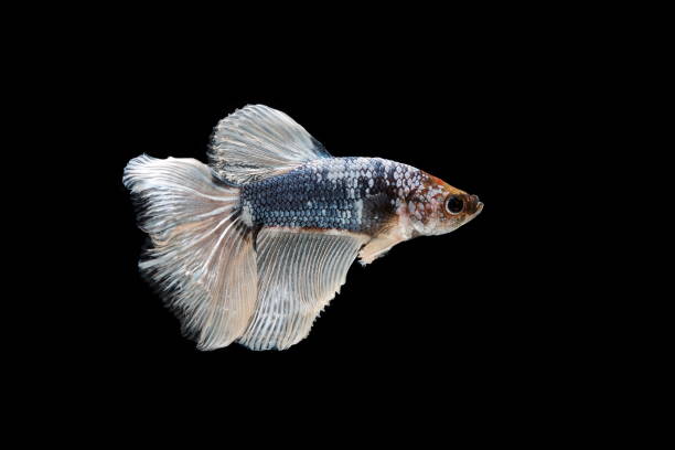 istock Siamese fighting fish, Betta splendens, colorful fish on a black background, Halfmoon Betta. 1154536990