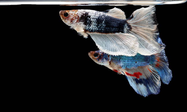 istock Siamese fighting fish, Betta splendens, colorful fish on a black background, Halfmoon Betta. 1154537021