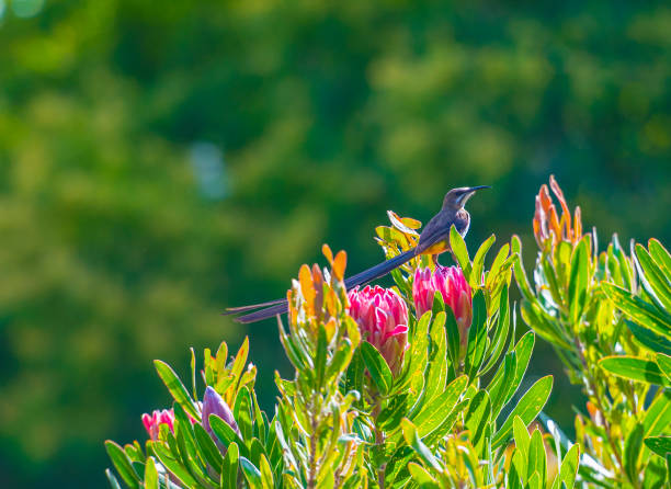 Cape Sugar birds, Promerops cafer , sitting on top of pink Protea cynaroides Cape Sugar birds, Promerops cafer , sitting on top of pink Protea cynaroides, with long tail on display over pink blooms, and green blurred background fynbos photos stock pictures, royalty-free photos & images