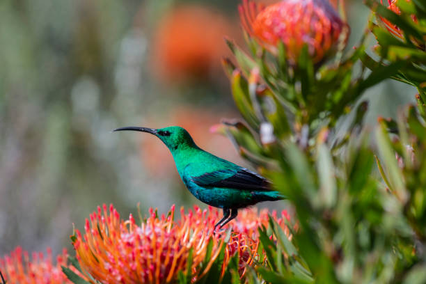 Malachite sunbird Nectarinia famosa sitting on orange pincushion protea Malachite sunbird Nectarinia famosa sitting on orange pincushion protea looking left against blurred background fynbos photos stock pictures, royalty-free photos & images