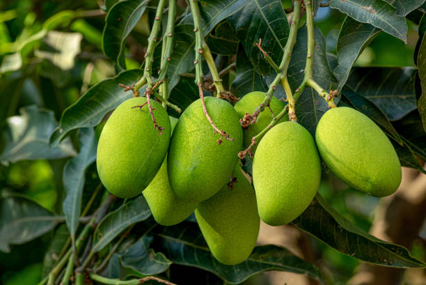 Raw Green Mangoes hanging in bunch on tree.