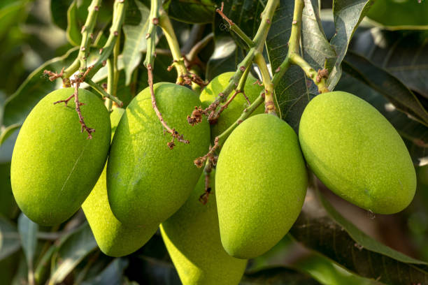 istock Raw Green Mangoes hanging in bunch on tree. 1154538219