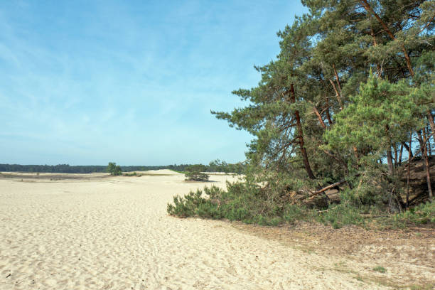 istock Drifting sand in nature reserve Mosselse zand. 1154538307