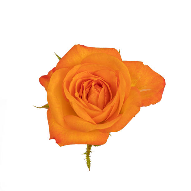 istock Yellow Rose closeup isolated on white background. 1154538343