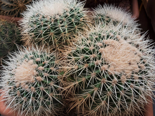 istock Closeup of cactus' spines. Thorn cactus background 1154538700