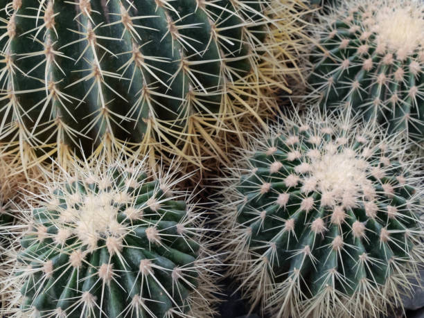 istock Closeup of cactus' spines. Thorn cactus background 1154539413