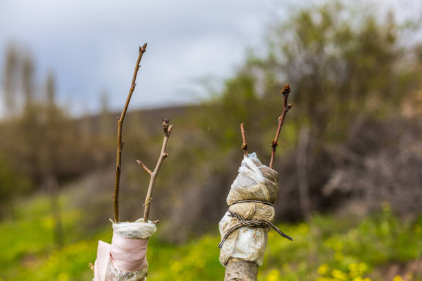 istock Whitewashing of fruit trees. 1154540637