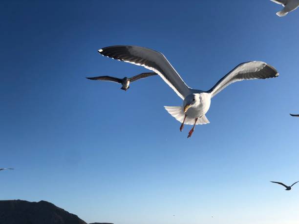 gaviotas - sunny day sunlight seagull fotografías e imágenes de stock