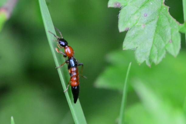 rove beetle - asnillo fotografías e imágenes de stock