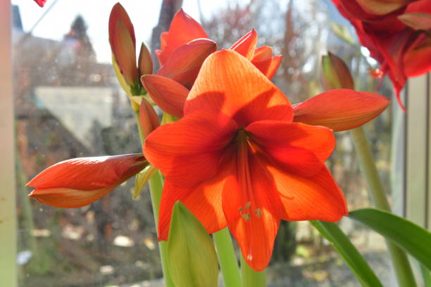 istock Amaryllis/Hippeastrum 1154544999