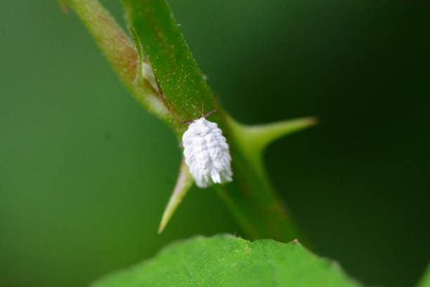 koschenille - scale insect stock-fotos und bilder