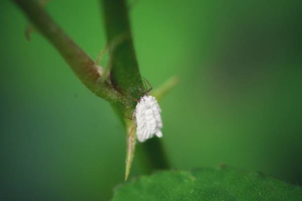 Scale insect Orthezia urticae brown soft scale insect stock pictures, royalty-free photos & images