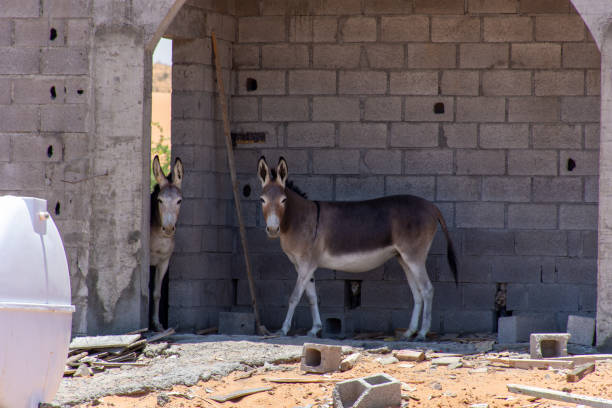 asino o asino (equus africanus asinus) nascosto dal caldo sole del deserto in un cantiere negli emirati arabi uniti. - hiding donkey mule animal foto e immagini stock