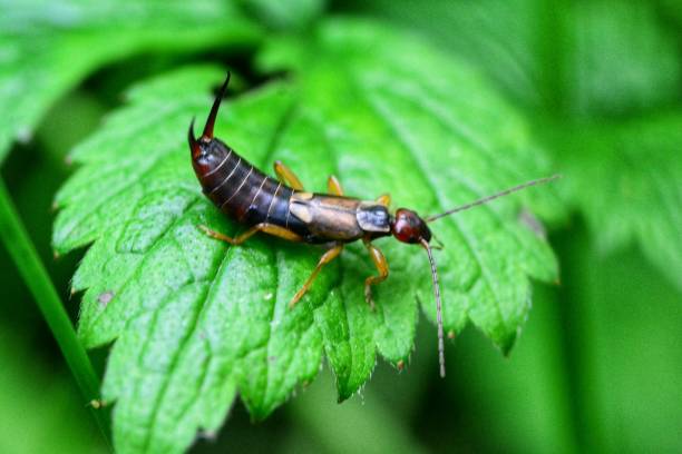 Forficula auricularia