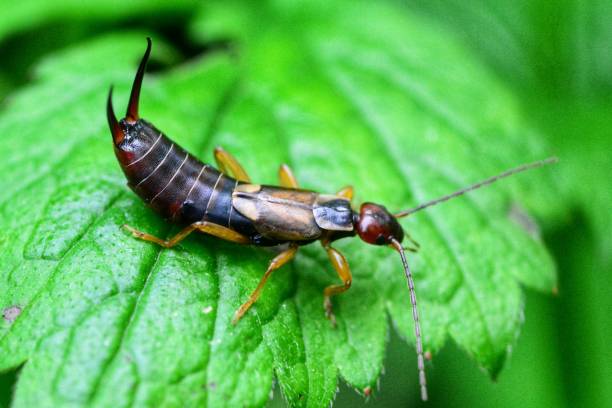 istock European earwig 1154545226