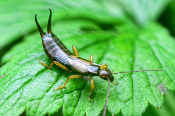 istock European earwig 1154545233