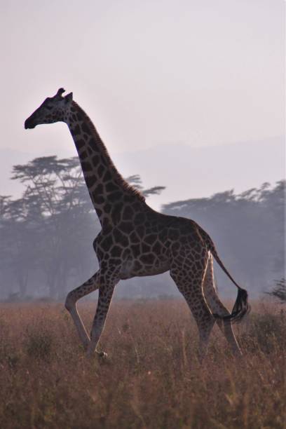 istock Rothschild's Giraffe in motion 1154545258