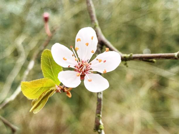 istock Close-Up Of Cherry Blossom 1154545894