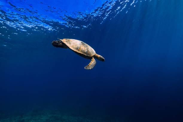istock Sea turtle in blue ocean. Green sea turtle underwater 1154546578