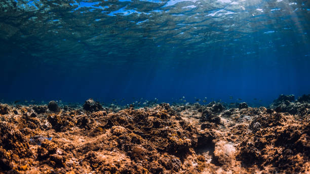 istock Underwater scene with corals and fish in blue ocean. Tropical sea 1154546821