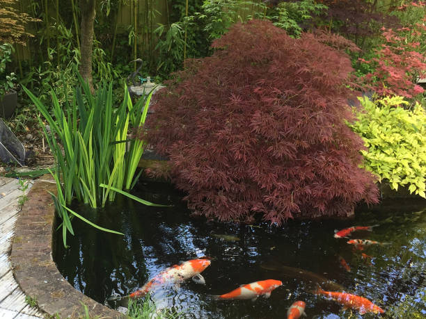 Stock photo of koi pond with large koi carp fish swimming around in filtered water. This landscaped Zen Japanese garden is covered with maples / acers, lanterns, bamboo and brick edging to pond water feature imagen de estanque koi con peces carpa koi grandes nadando alrededor en agua filtrada, usando filtro de estanque y luz uv para la calidad del agua y la claridad, jardín japonés zen ajardinado con arqueros/acers, linternas, bambú y ladrillo de borde a es
