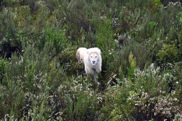 Perruque Bouclée Longue LIONESS - Blond Cuivré Clair, Synthétique, Taille Moyenne
